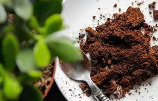 چرا ریختن تفاله قهوه در باغچه ایده‌ی خوبی است؟