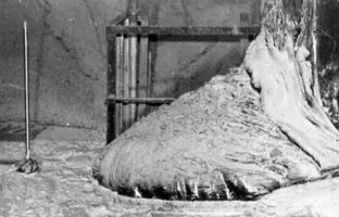 پای فیل، مرگبارترین ماده جهان که در ۵ دقیقه باعث مرگ می‌شود