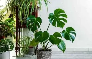
۱۰ گیاه آپارتمانی که با قلمه زدن راحت رشد می‌کنند

