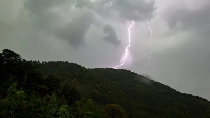 این درخت ترسناک، با صاعقه رقبا را نابود می‌کند 