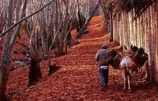 زیباترین روستاهای اطراف تهران در فصل پاییز؛ جلوه خیال‌انگیز پادشاه فصل‌ها در همین نزدیکی