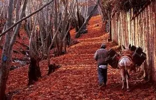 زیباترین روستاهای اطراف تهران در فصل پاییز؛ جلوه خیال‌انگیز پادشاه فصل‌ها در همین نزدیکی