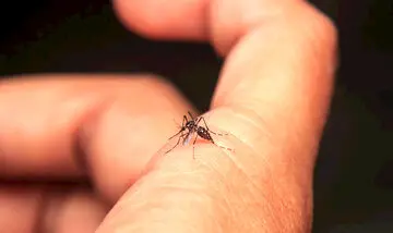 افزایش آمار مبتلایان به تب دنگی در کشور+آمار فوتی‌ها
