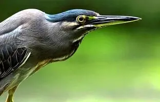 (ویدئو) هوش بی‌نظیر حواصیل سبز برای شکار ماهی