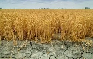 عربستان در سال 2030؛ بیابان هایی که تبدیل به زمین کشاورزی شدند؟
