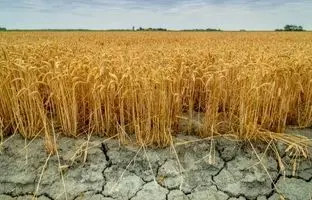 عربستان در سال 2030؛ بیابان هایی که تبدیل به زمین کشاورزی شدند؟