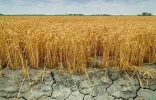 عربستان در سال 2030؛ بیابان هایی که تبدیل به زمین کشاورزی شدند؟