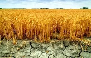 عربستان در سال 2030؛ بیابان هایی که تبدیل به زمین کشاورزی شدند؟