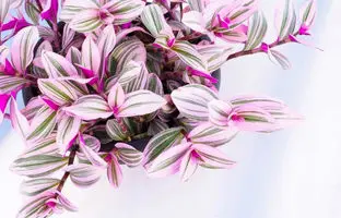 روش نگهداری، پرورش و تکثیر گیاه برگ بیدی