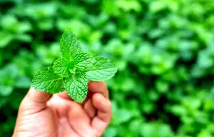 بهترین کود برای رشد نعناع