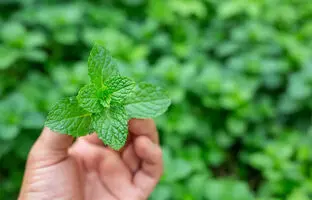 بهترین کود برای رشد نعناع