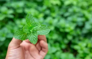 بهترین کود برای رشد نعناع