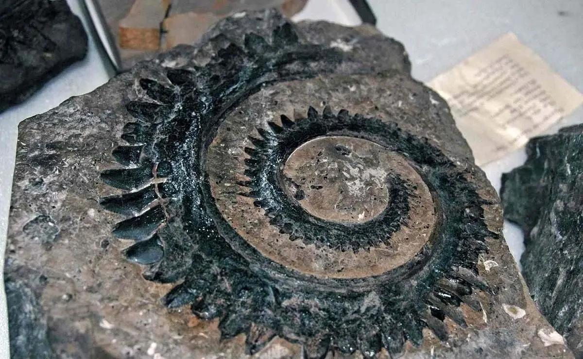 
چگونه در طبیعت فسیل پیدا کنیم؟ کجای ایران بیشترین فسیل دارد؟‌
