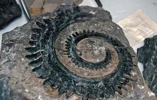 
چگونه در طبیعت فسیل پیدا کنیم؟ کجای ایران بیشترین فسیل دارد؟‌
