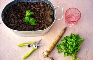 نحوه پرورش و تکثیر نعنا به روشی آسان در خانه ؛ عطر دل انگیز کوهستان در آشپزخانه