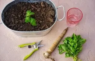 نحوه پرورش و تکثیر نعنا به روشی آسان در خانه ؛ عطر دل انگیز کوهستان در آشپزخانه