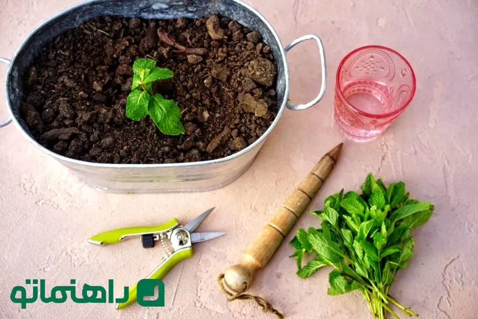 نحوه پرورش و تکثیر نعنا به روشی آسان در خانه ؛ عطر دل انگیز کوهستان در آشپزخانه