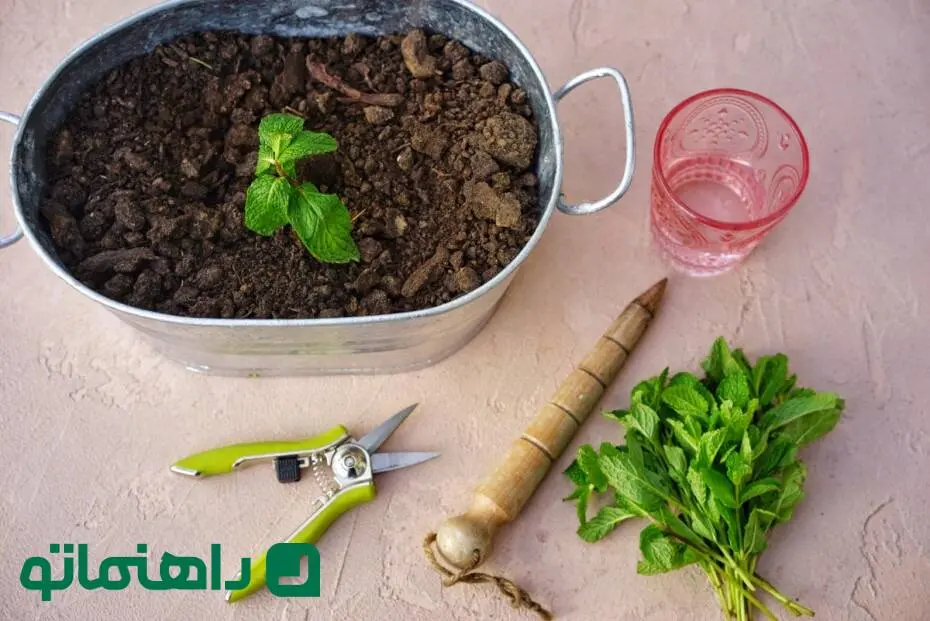 نحوه پرورش و تکثیر نعنا به روشی آسان در خانه ؛ عطر دل انگیز کوهستان در آشپزخانه