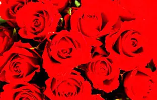 راز شکل منحصربه‌فرد گل رز کشف شد 