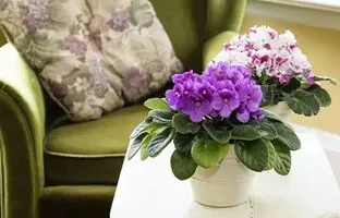 کوچولوهای سبز؛ با محبوب‌ترین گیاهان آپارتمانی مینیاتوری آشنا شوید