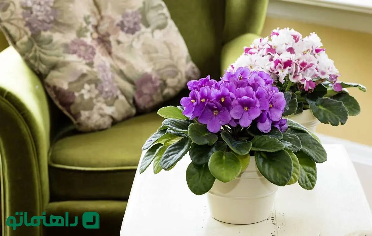 کوچولوهای سبز؛ با محبوب‌ترین گیاهان آپارتمانی مینیاتوری آشنا شوید