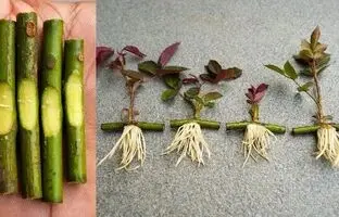 ساده ترین روش برای تکثیر گل رز + ویدئو