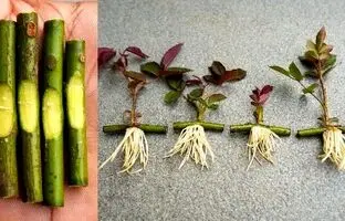 ساده ترین روش برای تکثیر گل رز + ویدئو