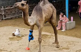 شتر پاکستانی با پای مصنوعی دوباره راه رفتن را آموخت + ویدئو
