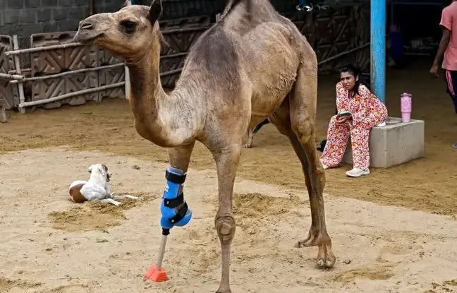 شتر پاکستانی با پای مصنوعی دوباره راه رفتن را آموخت + ویدئو