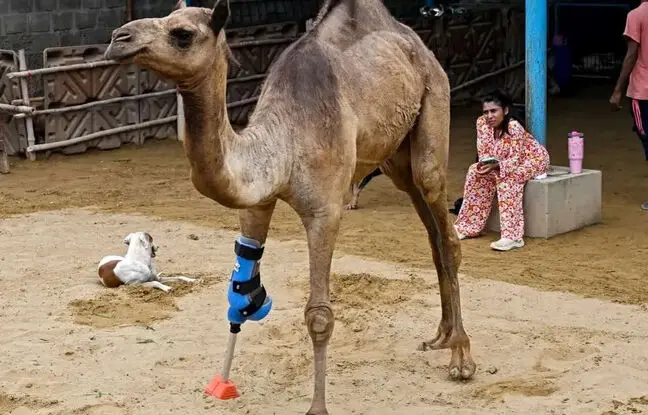شتر پاکستانی با پای مصنوعی دوباره راه رفتن را آموخت + ویدئو