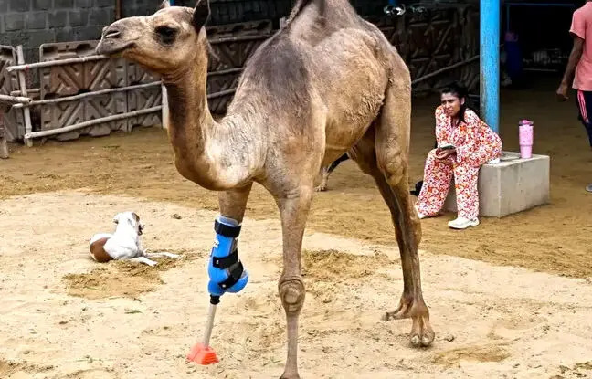 شتر پاکستانی با پای مصنوعی دوباره راه رفتن را آموخت + ویدئو