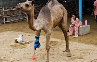 شتر پاکستانی با پای مصنوعی دوباره راه رفتن را آموخت + ویدئو