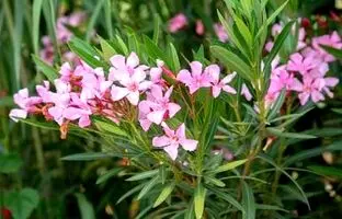 خرزهره؛ خواص این گیاه سمی اما زیبا + روش تکثیر آن