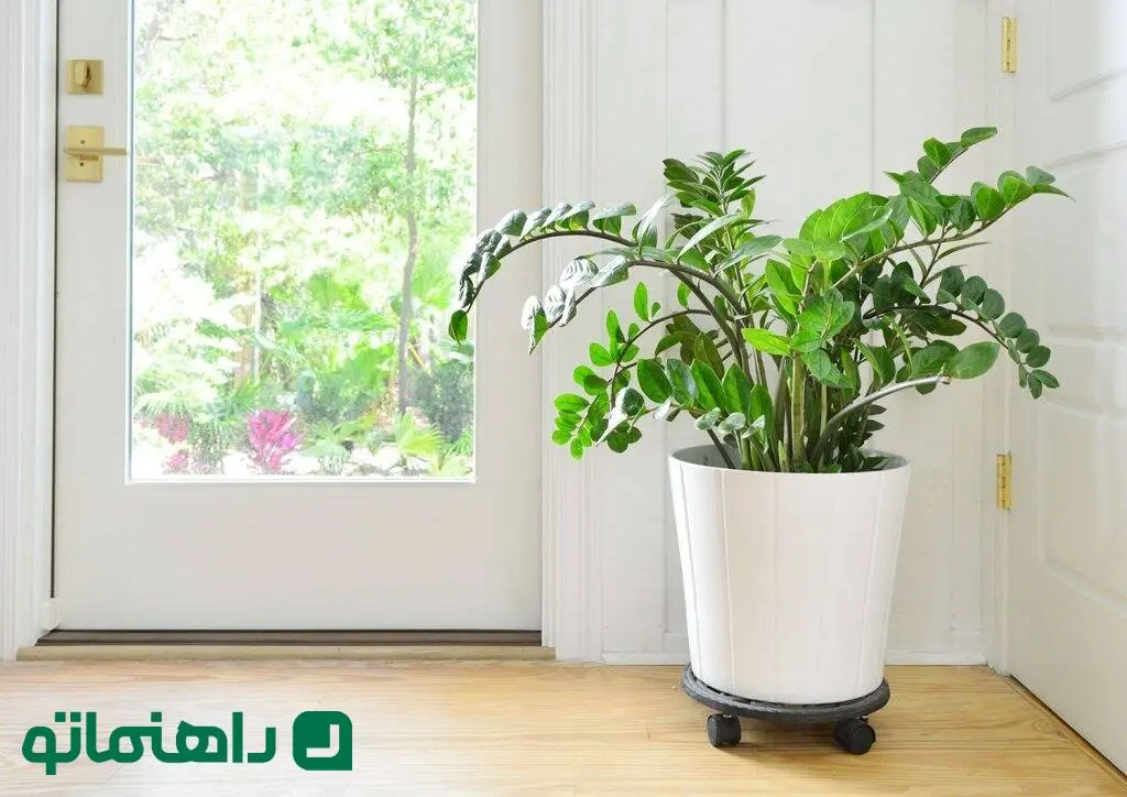 نحوه نگهداری زاموفیلیا ؛ گیاه آپارتمانی مقاوم با ظاهری شبیه گیاه مصنوعی