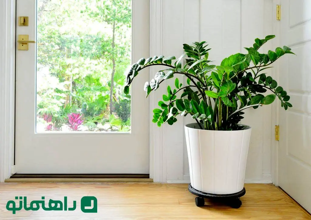 نحوه نگهداری زاموفیلیا ؛ گیاه آپارتمانی مقاوم با ظاهری شبیه گیاه مصنوعی