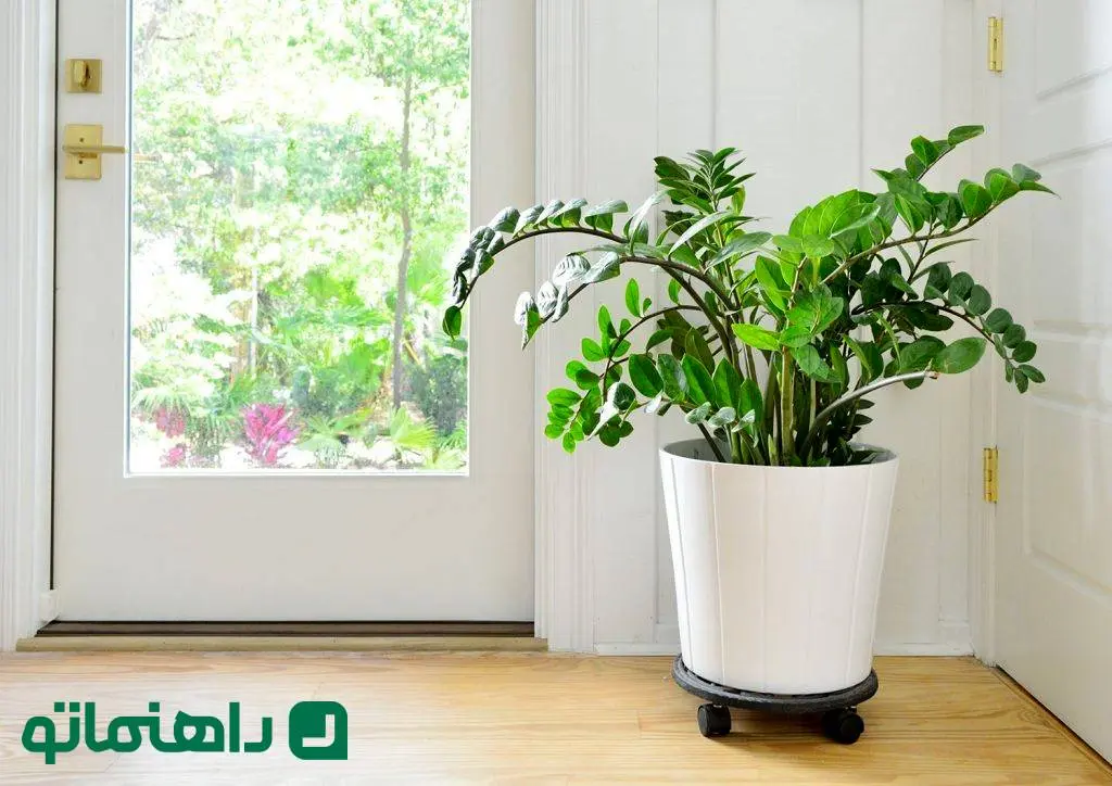 نحوه نگهداری زاموفیلیا ؛ گیاه آپارتمانی مقاوم با ظاهری شبیه گیاه مصنوعی