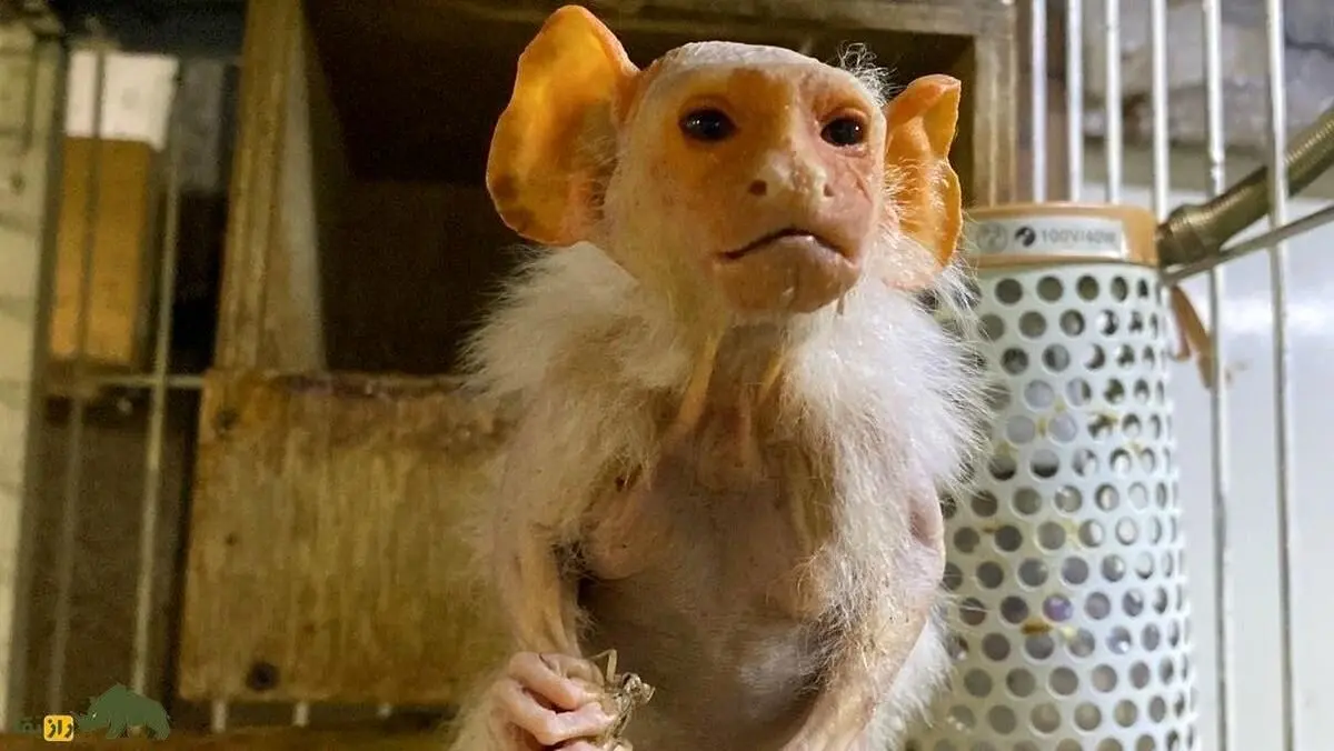 مارموسِت؛ نسخه واقعی شخصیت «اسمیگل» ارباب حلقه‌ها کشف شد! 