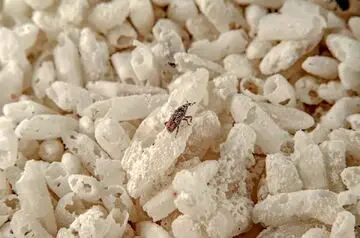 چرا باید برنج را شست؟ / پای یک حشره کوچک در میان است