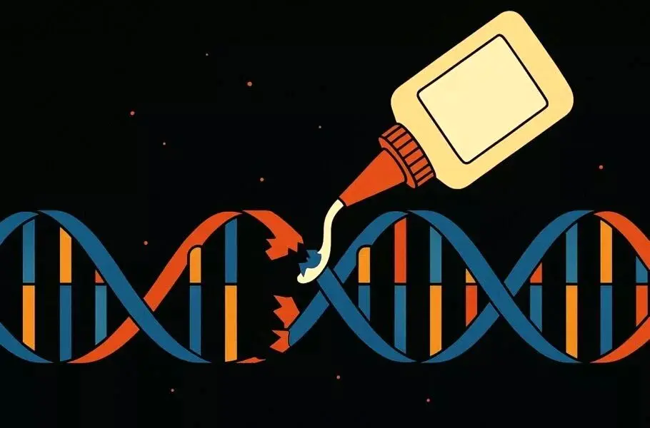 کشف محقق ایرانی: «چسب مولکولی» ضدپیری در مغز که به درمان آلزایمر کمک می‌کند