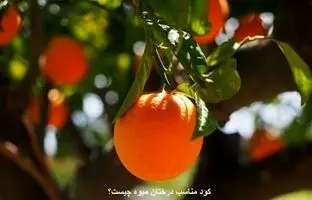 کود مناسب درختان میوه چیست