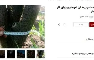 آگهی‌های جدید دیوار؛ اجاره درخت!/ چنار ٧٠ ساله: ٢۵ میلیون