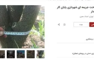 آگهی‌های جدید دیوار؛ اجاره درخت!/ چنار ٧٠ ساله: ٢۵ میلیون