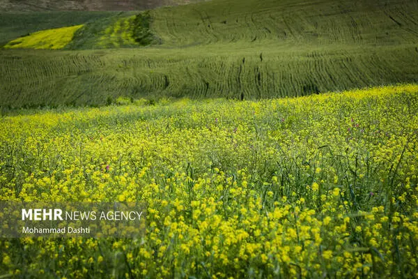 گالری