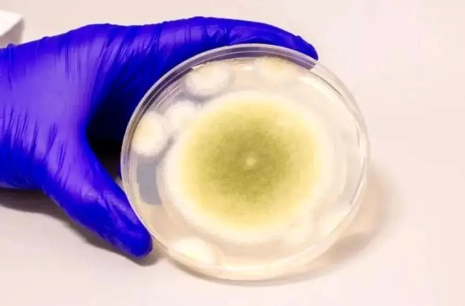 محققان از یک قارچ کشنده داروی ضدسرطان ساختند