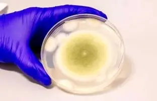 محققان از یک قارچ کشنده داروی ضدسرطان ساختند