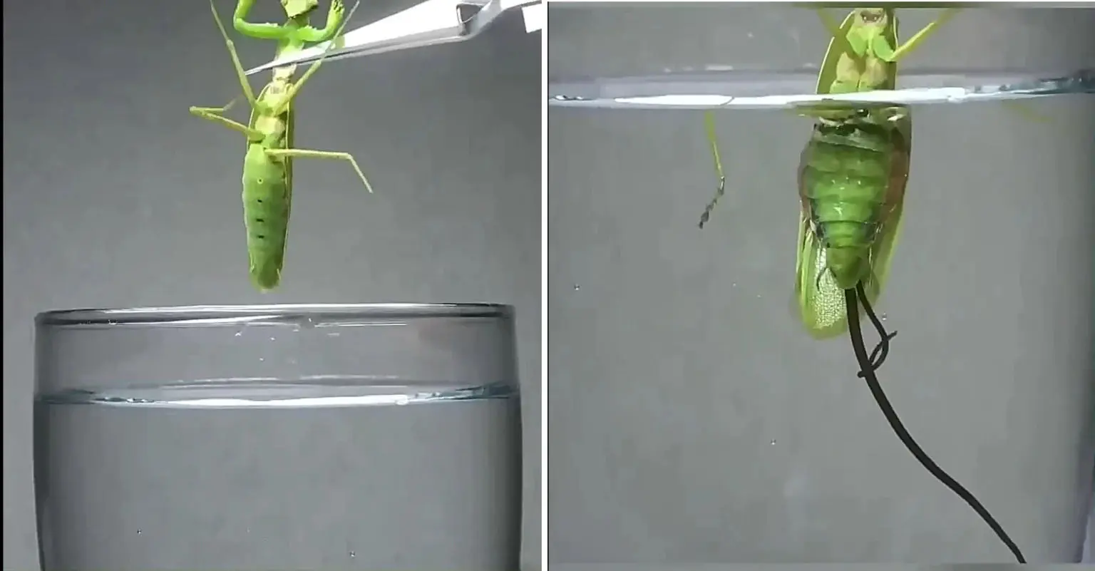 صحنه‌ عجیب خارج شدن انگل از بدن آخوندک پس از قرار گرفتن در آب! + ویدئو