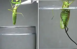 صحنه‌ عجیب خارج شدن انگل از بدن آخوندک پس از قرار گرفتن در آب! + ویدئو