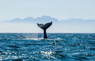 تحقیق جدید: رنگ اقیانوس‌های زمین در آینده ممکن است بنفش شود