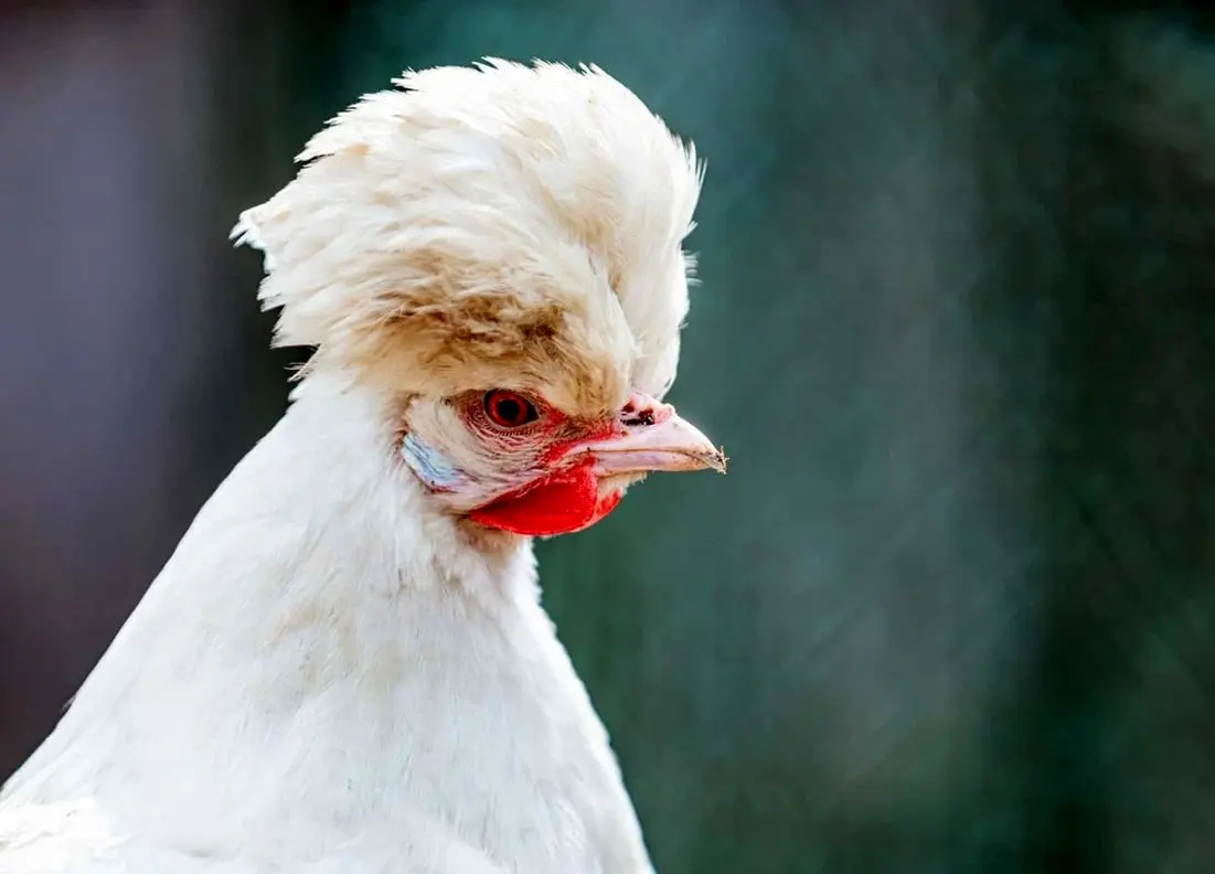  کمیاب‌ترین نژادهای «مرغ و خروس» در دنیا؛ از سیاه سوئدی تا سلطان ترکیه‌ای 