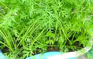  نحوه پرورش و برداشت هویج در خانه به روش کشاورز کره ای + ویدئو